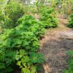 8.5 P Land for Sale in Athurugiriya( Prime Paradise City)