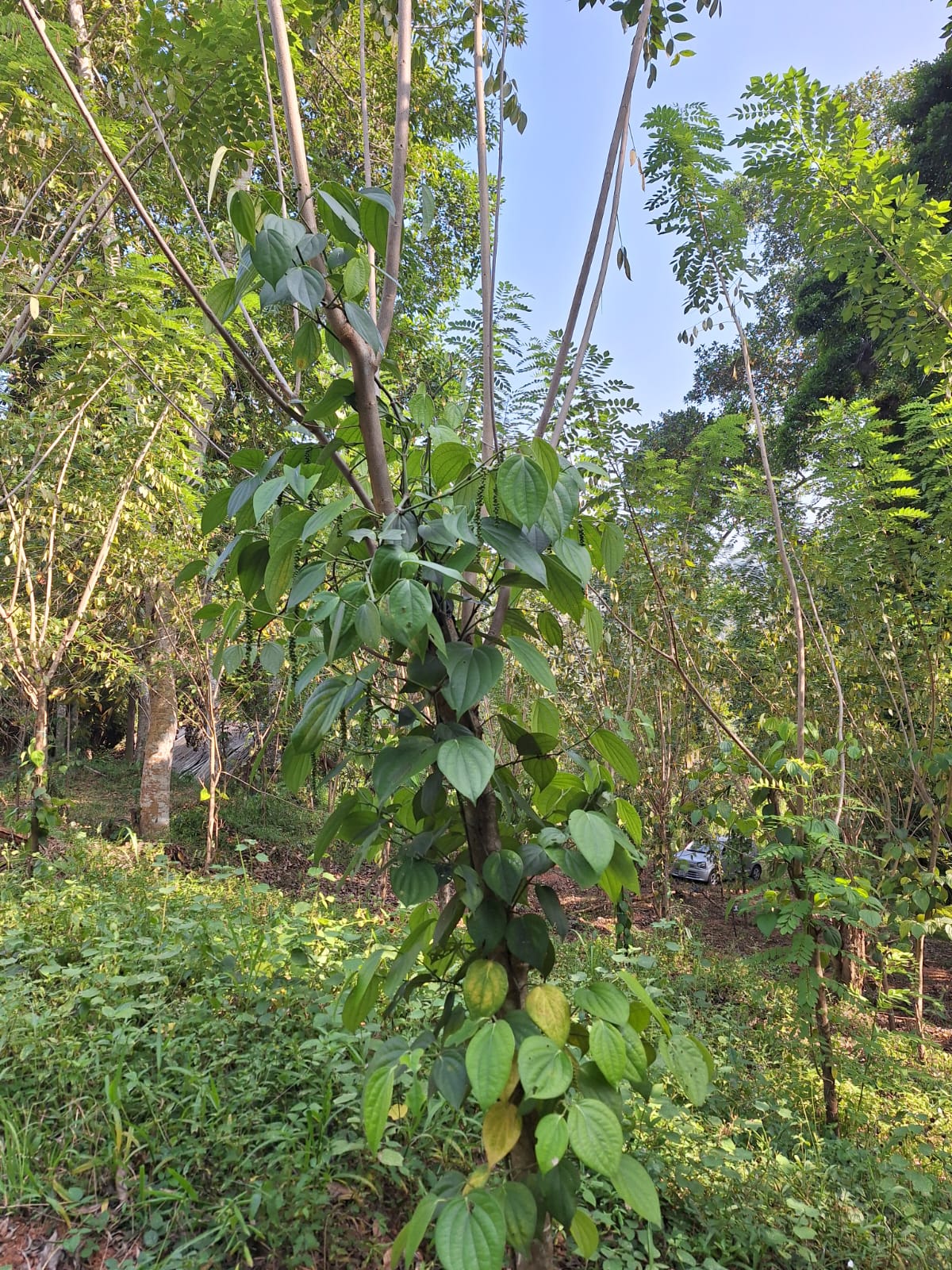 Residential Land for Sale in Kegalle