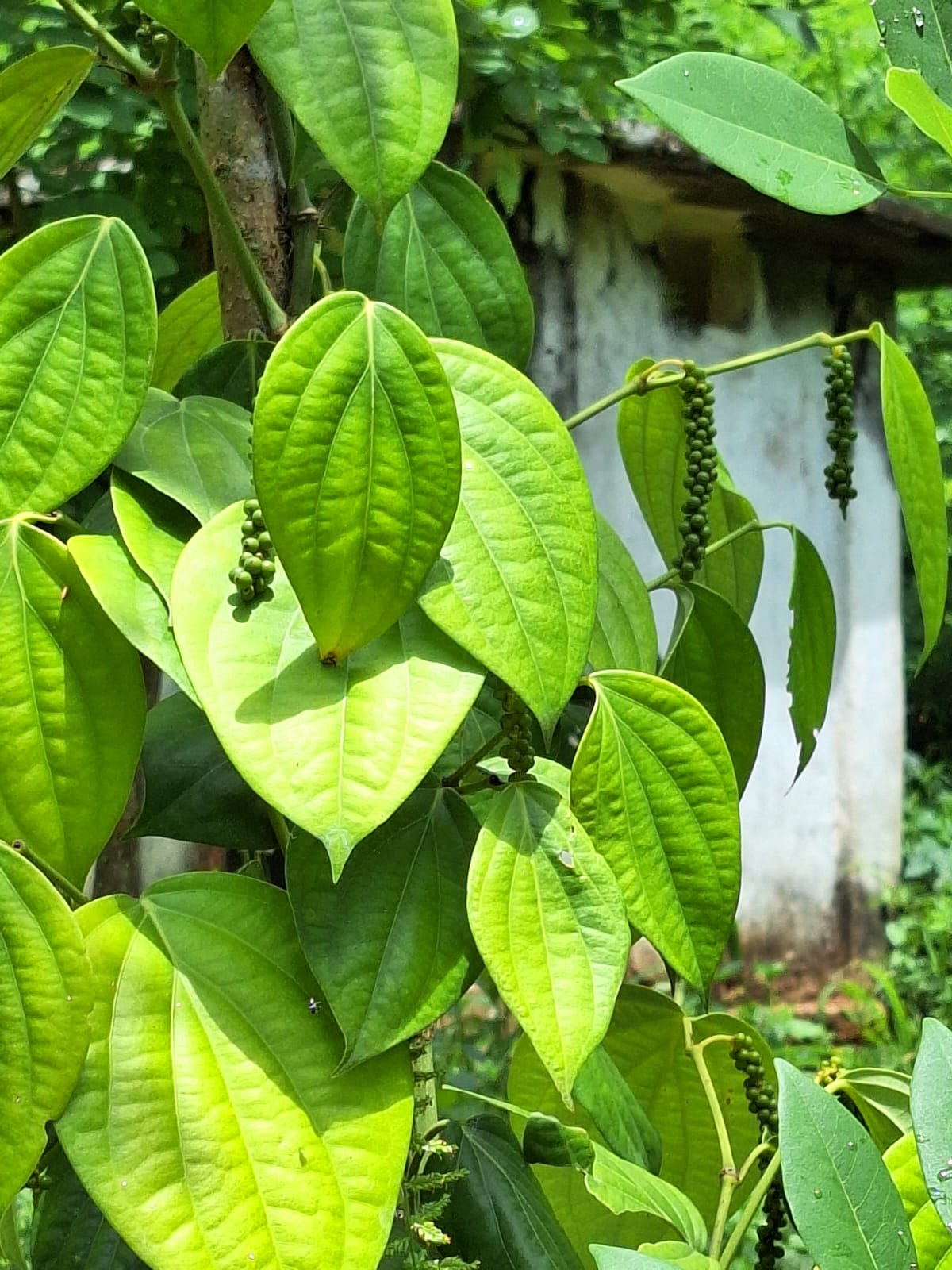 Residential Land for Sale in Kegalle