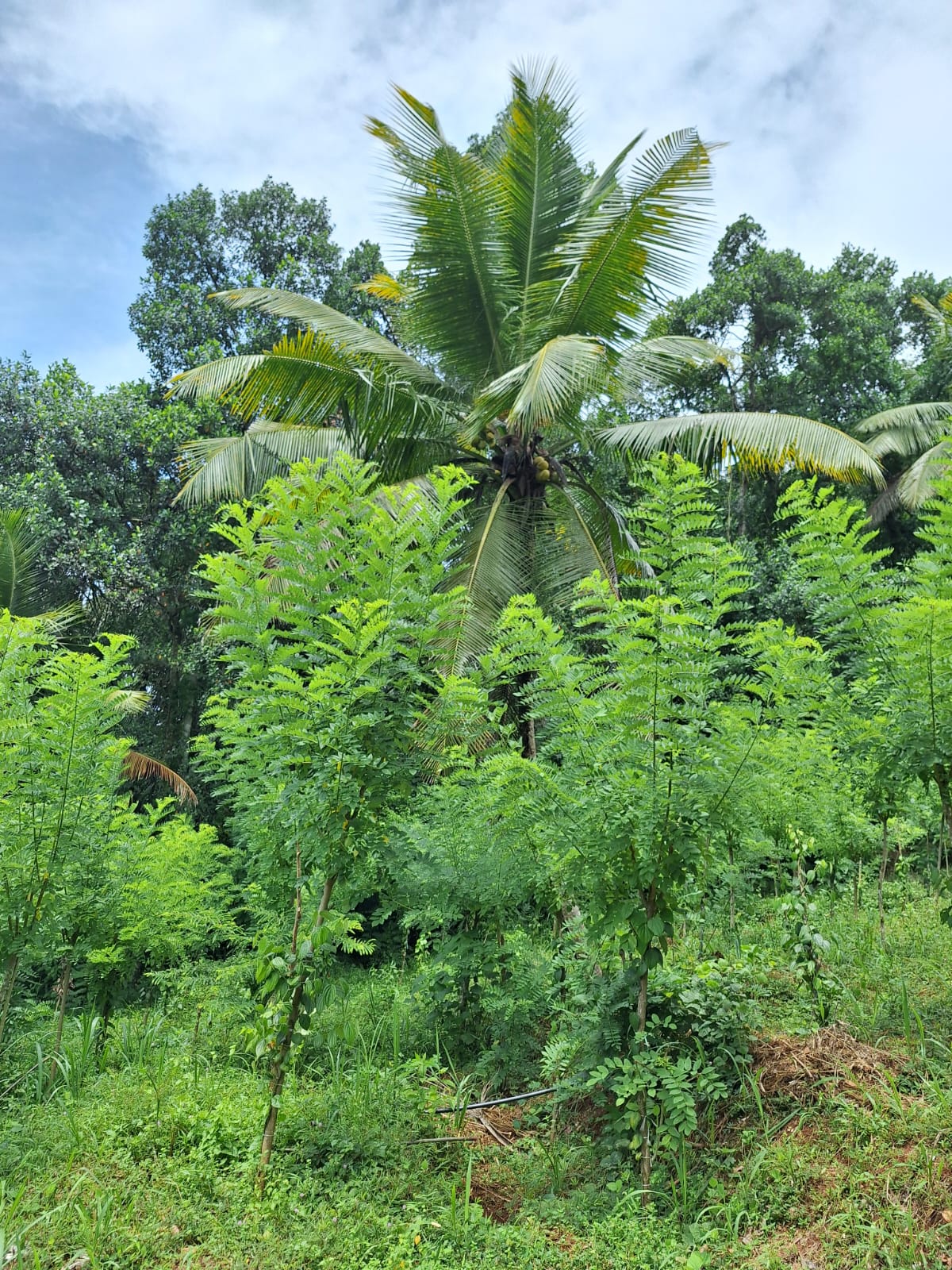 Residential Land for Sale in Kegalle