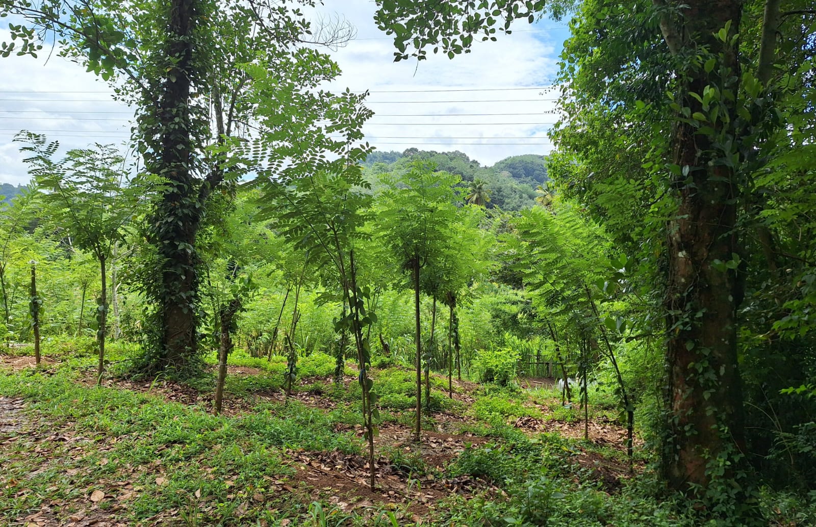 Residential Land for Sale in Kegalle