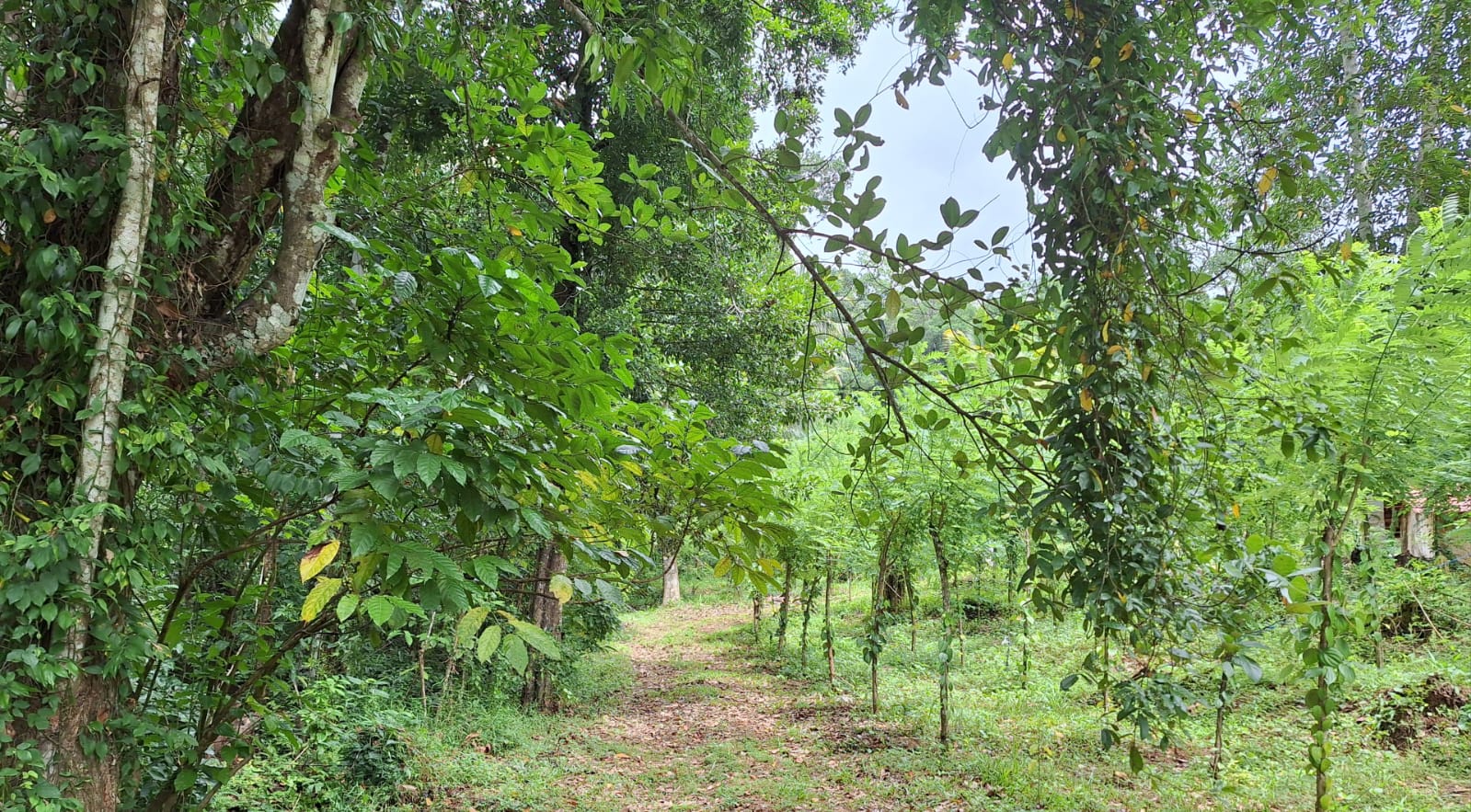 Residential Land for Sale in Kegalle