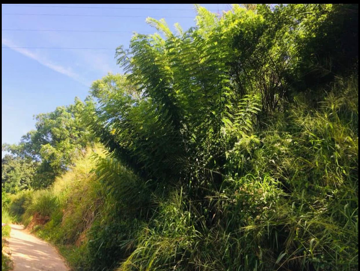 Land For Sale In Pinarawa, Badulla