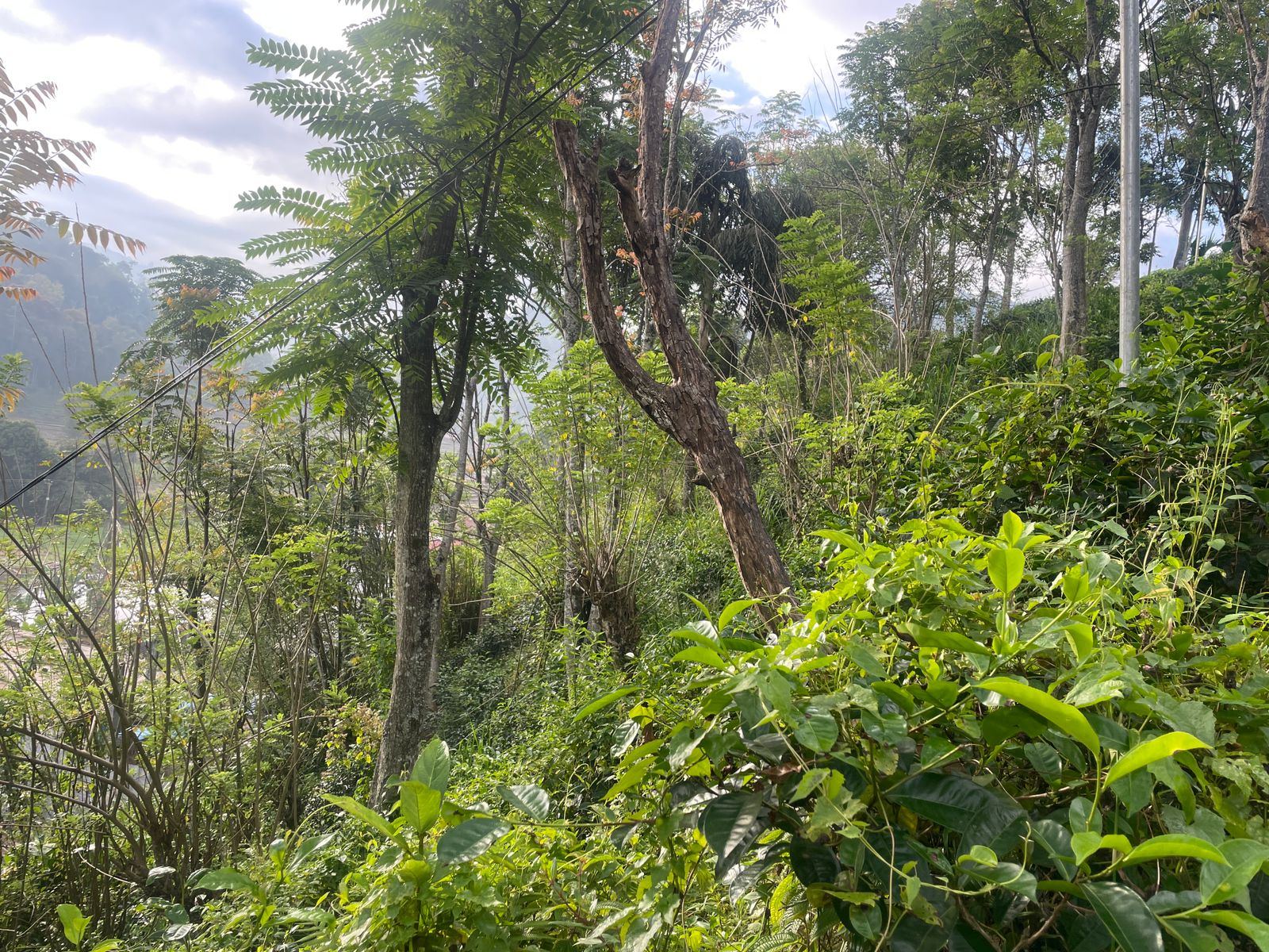 Land for Sale – Haliela