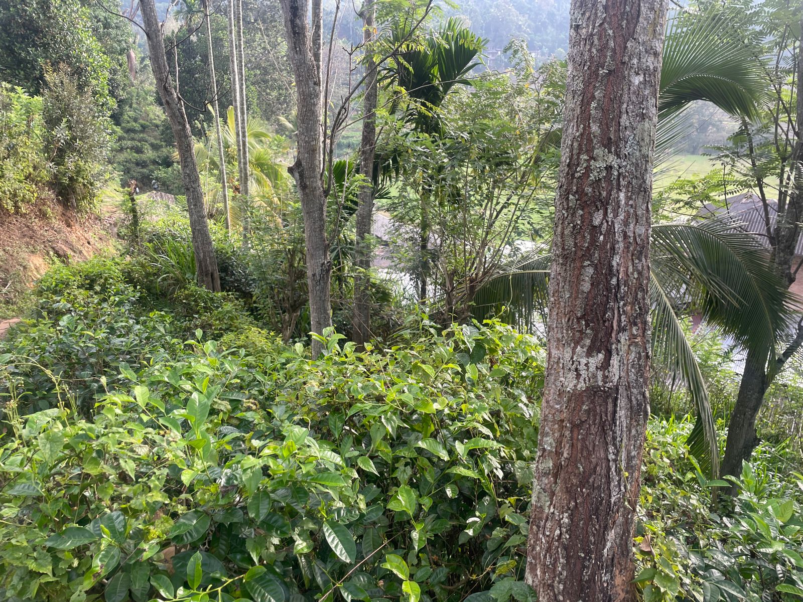 Land for Sale – Haliela