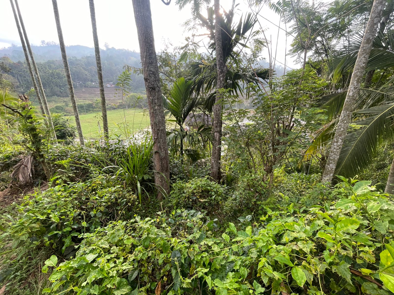 Land for Sale – Haliela