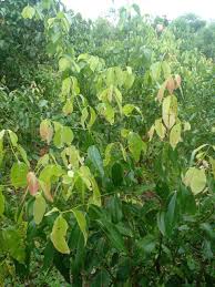 Agricultural Land for Sale in Horana