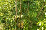 Agricultural Land for Sale in Horana