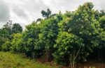 Agricultural Land for Sale in Horana