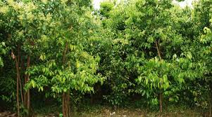 Agricultural Land for Sale in Horana