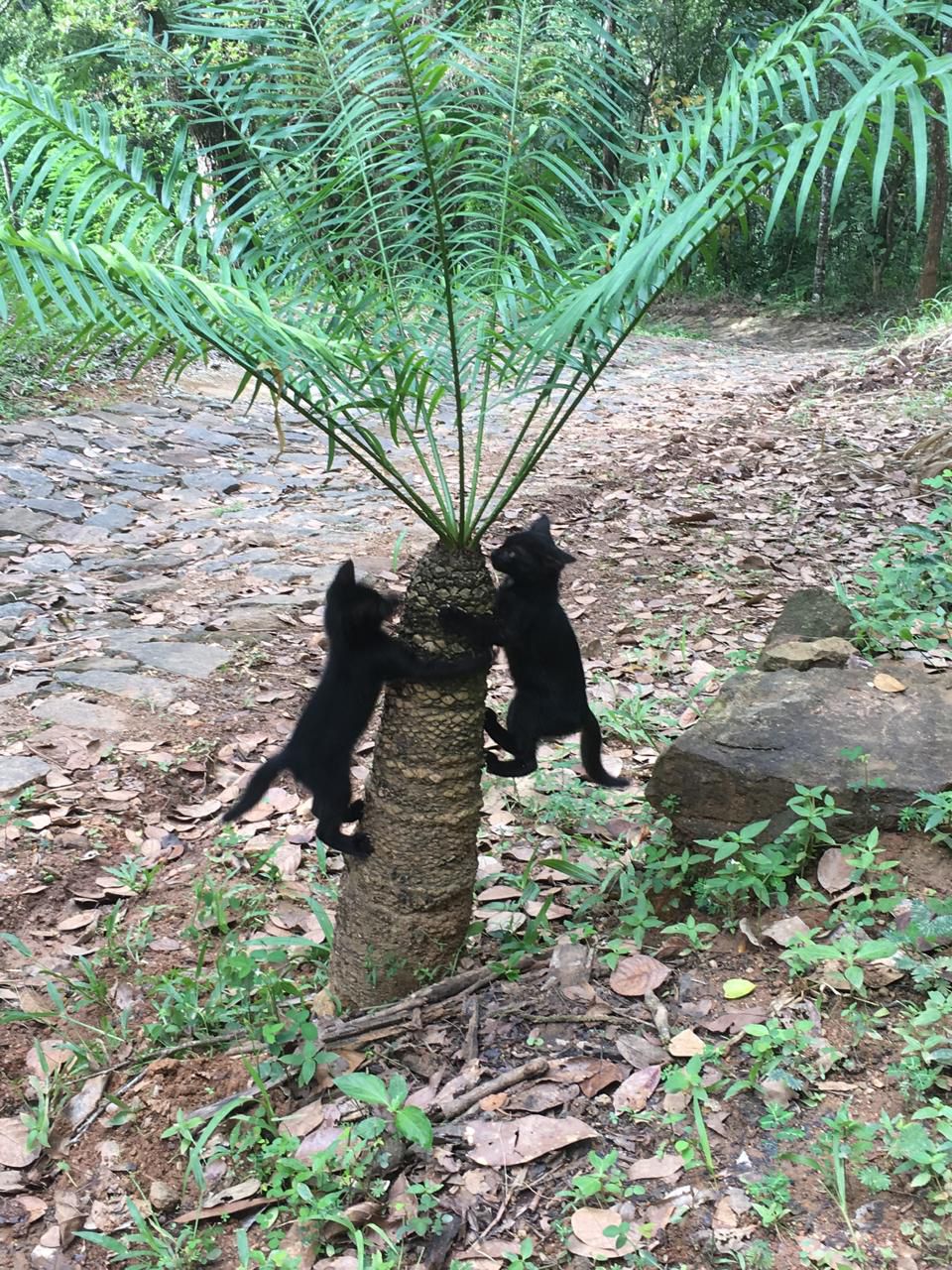 Land with houses for sale baeragala