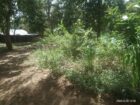 Land for sale in Lunugamwehera