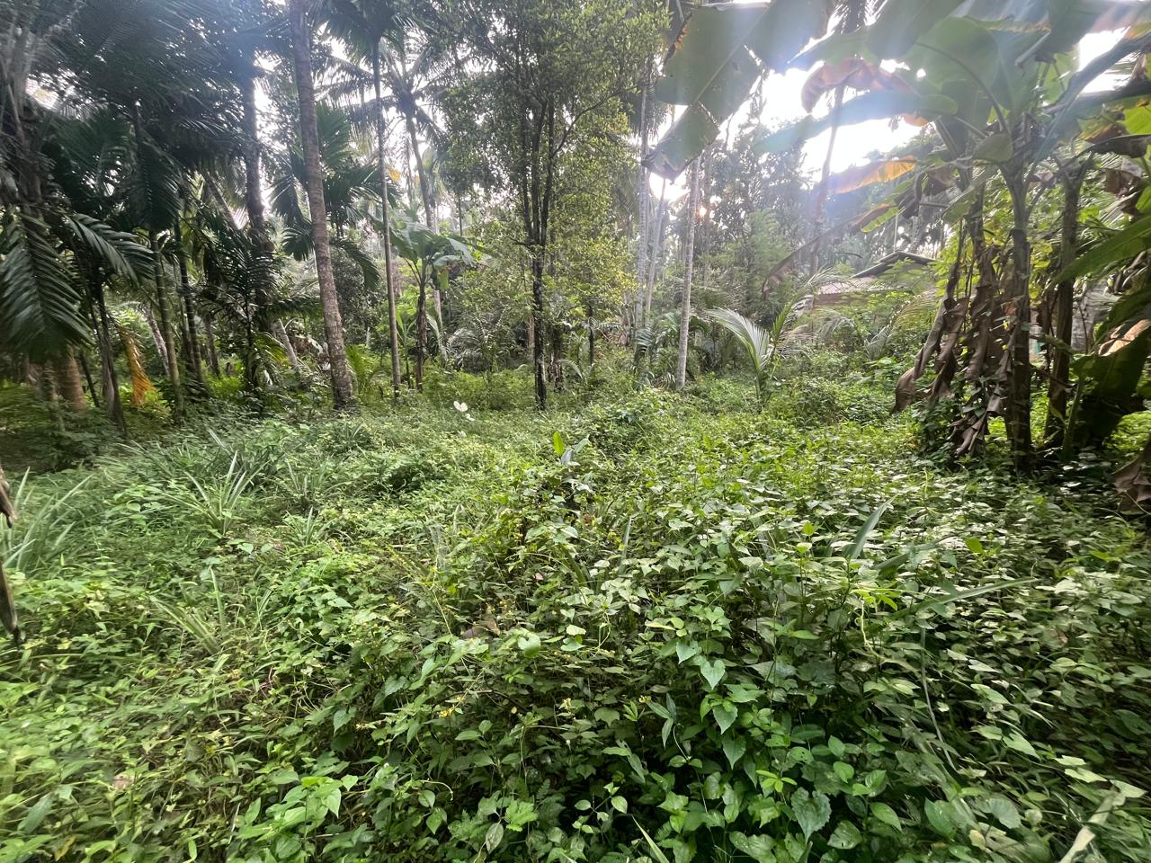 හැලමඩ,ගලිගමුව ප්‍රදේශයේ පර්චස් 61.5ක ඉඩමක් විකිණීමට