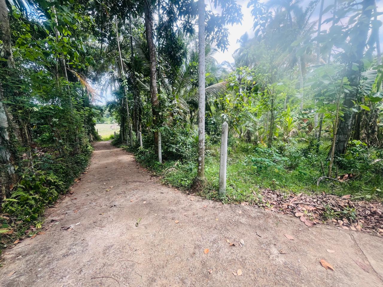 හැලමඩ,ගලිගමුව ප්‍රදේශයේ පර්චස් 61.5ක ඉඩමක් විකිණීමට