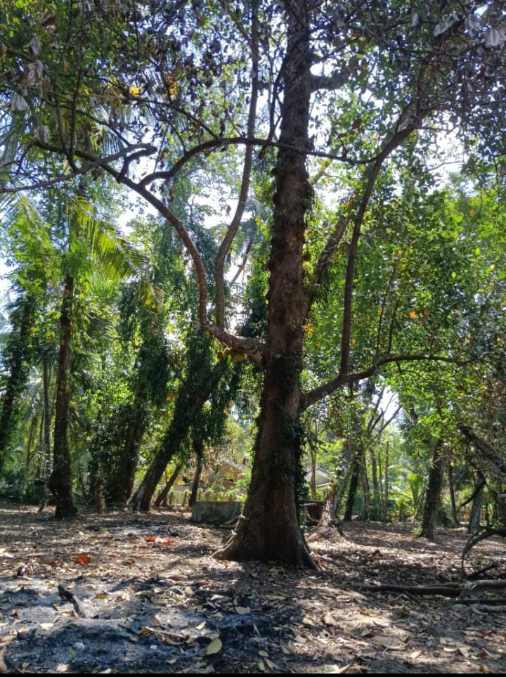 Land For Sale Wadduwa