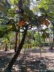 Land For Sale Wadduwa