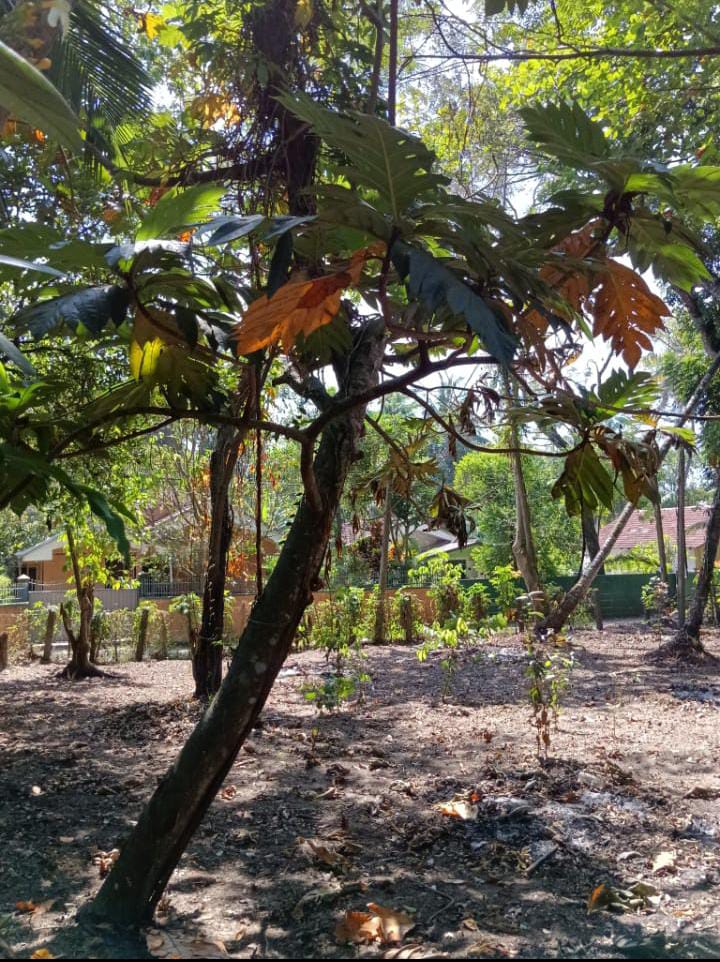 Land For Sale Wadduwa