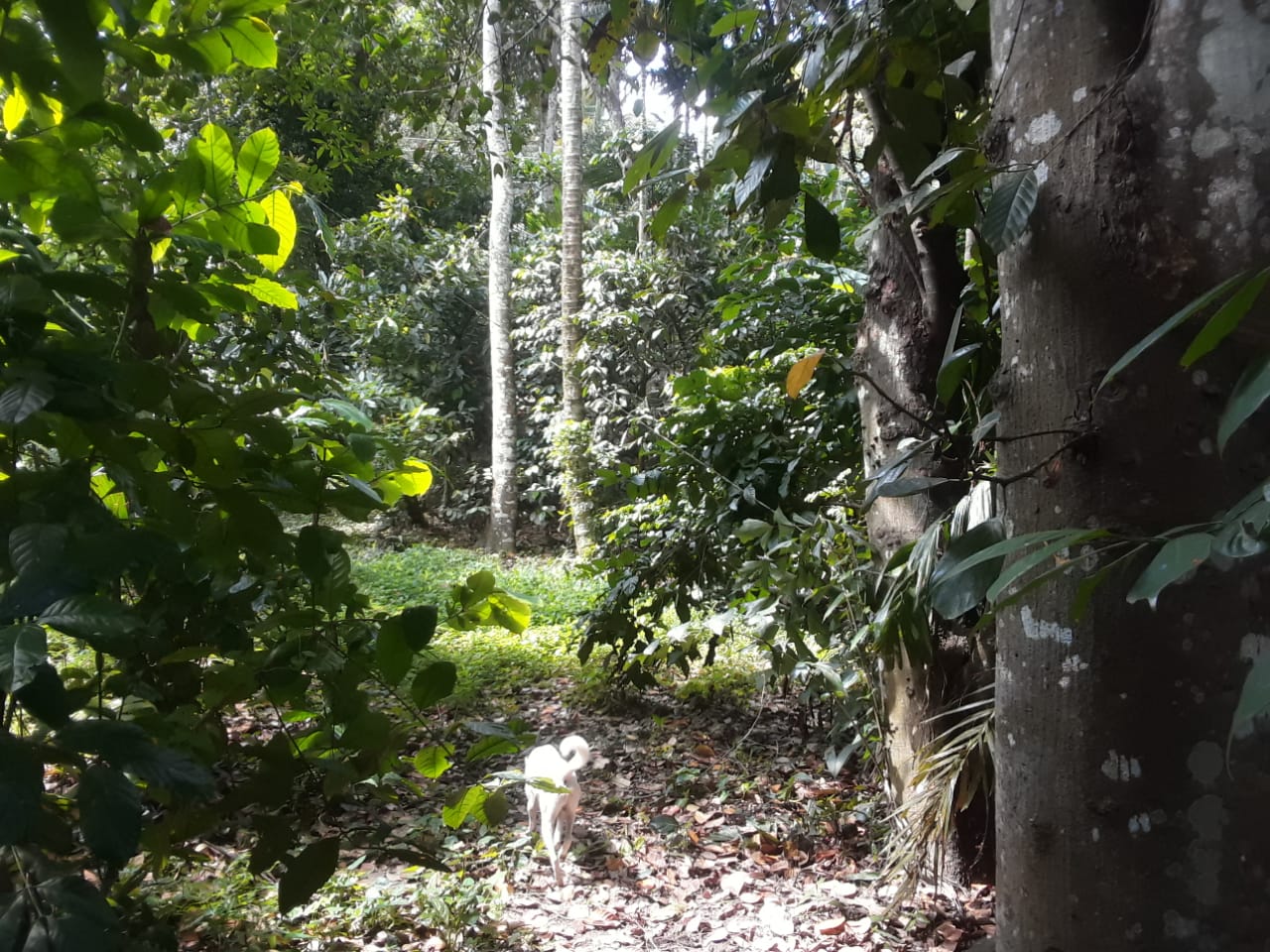 Land with House Sale Wavinna Road Walala