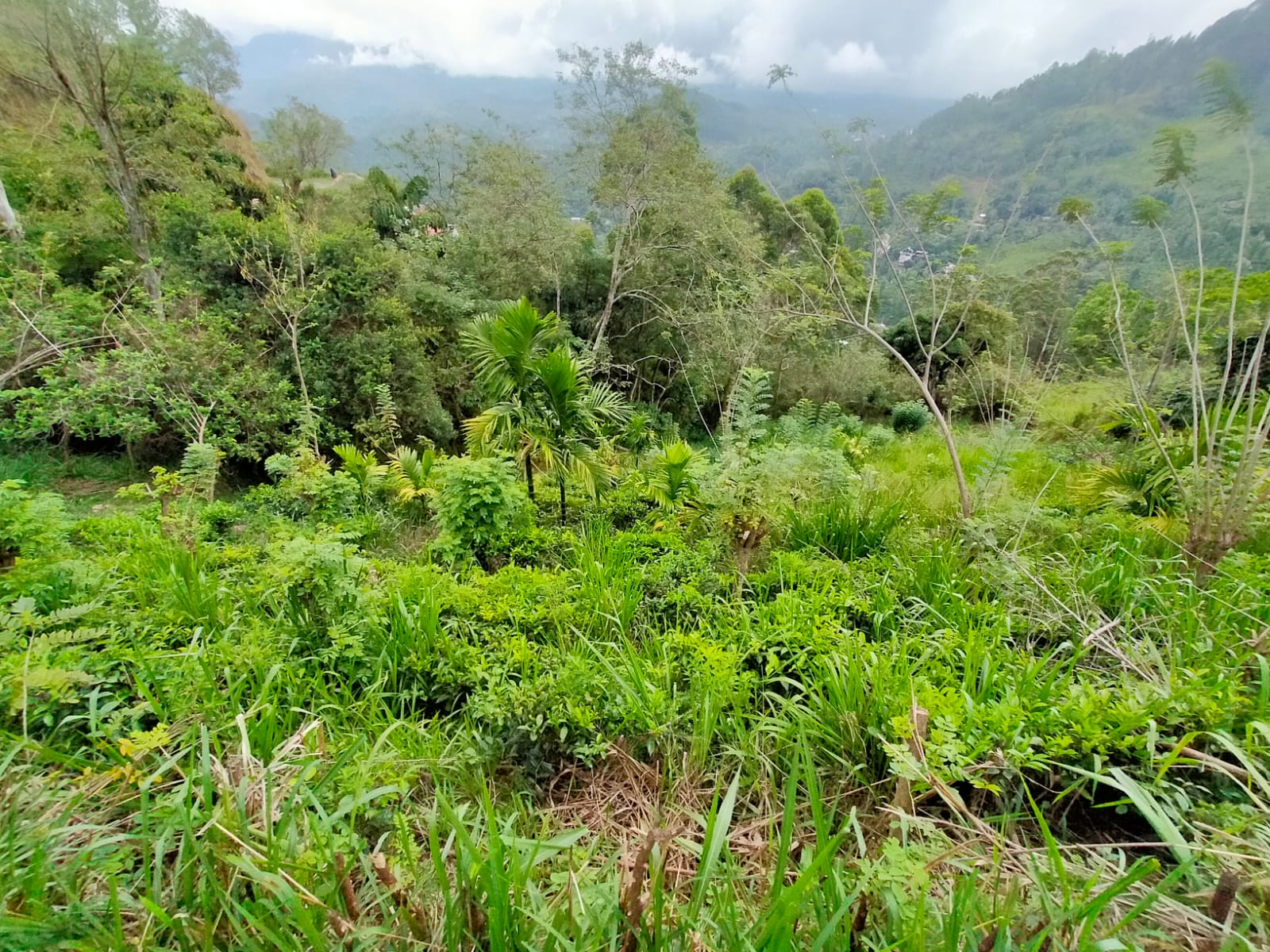 Land for Sale in Ella