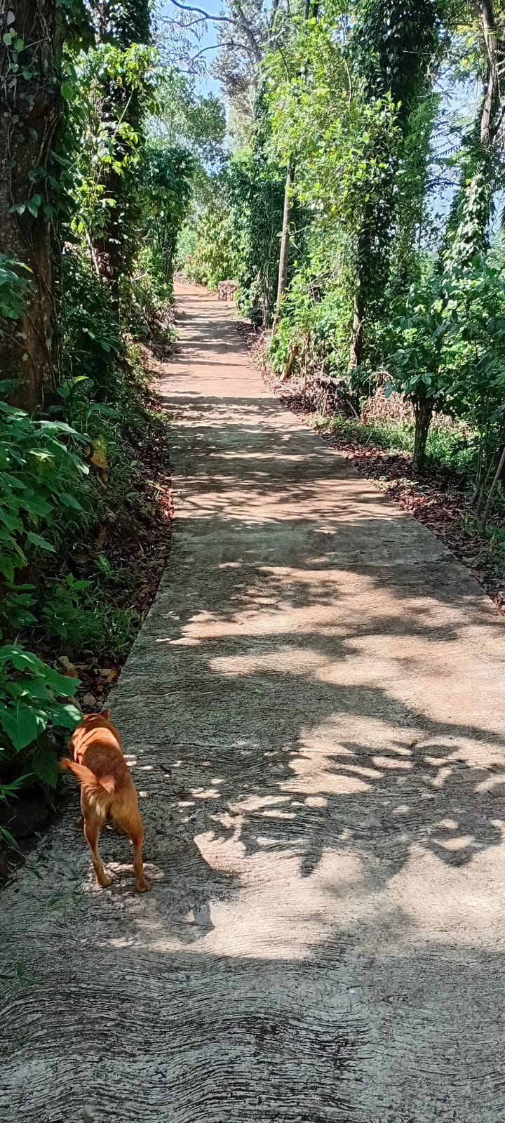 ඉඩම සමඟ විශාල නිවස විකිණීමට බදුල්ල