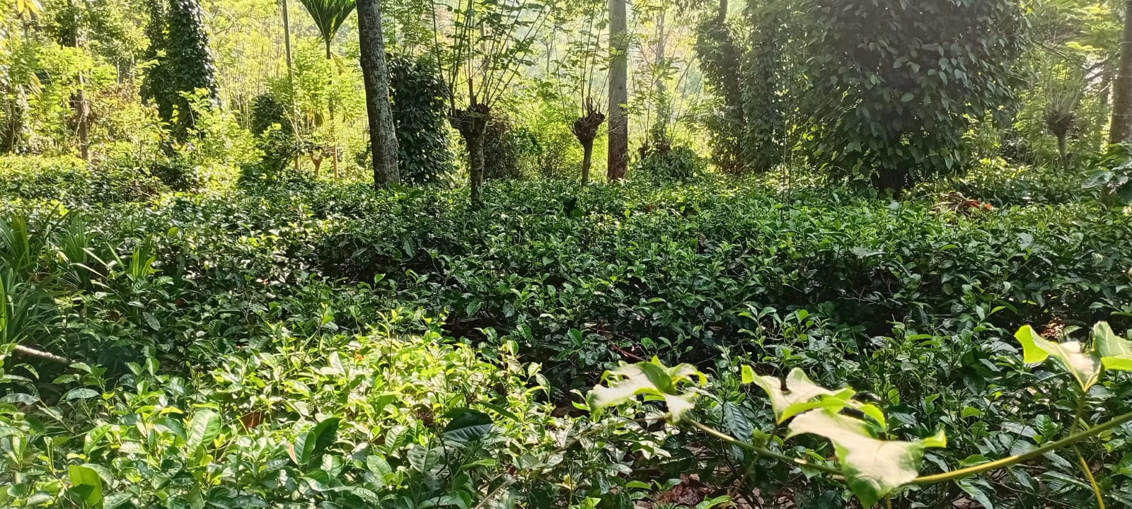 ඉඩම සමඟ විශාල නිවස විකිණීමට බදුල්ල