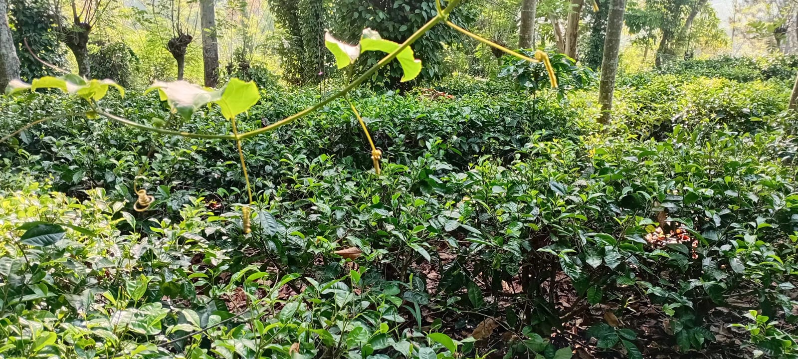 ඉඩම සමඟ විශාල නිවස විකිණීමට බදුල්ල