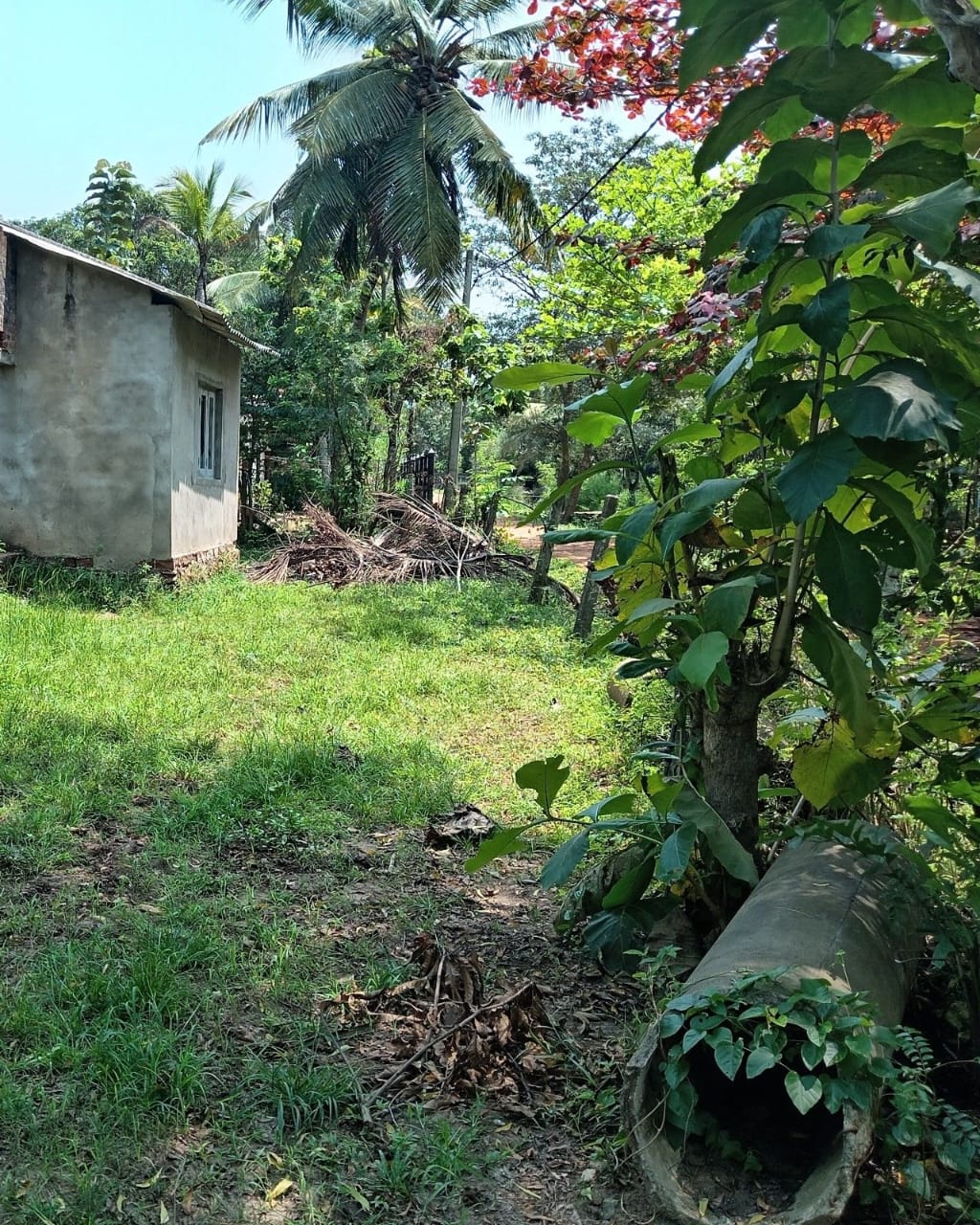 අනුරාධපුර III පියවර. පර්චස් 40 ක ඉඩම විකිණීමට ඇත