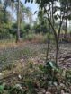 Land for Sale Ganemulla