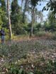 Land for Sale Ganemulla