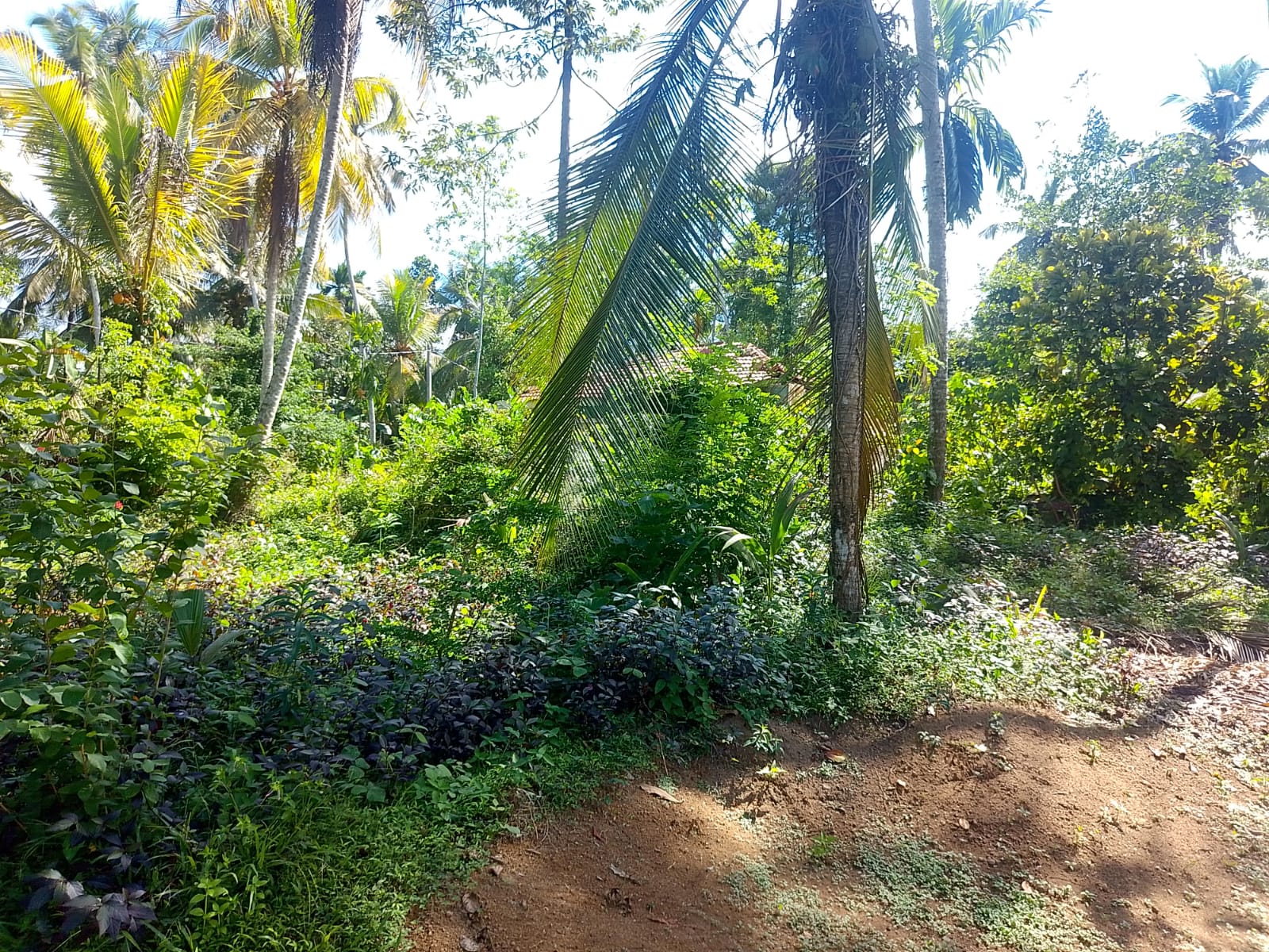 Land For sale In Biyagama , Dompe