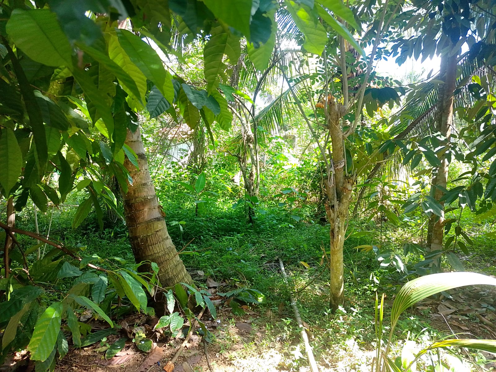 Land For sale In Biyagama , Dompe
