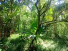 Land For sale In Biyagama , Dompe