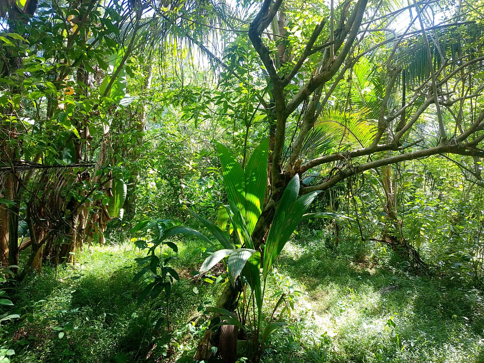 Land For sale In Biyagama , Dompe