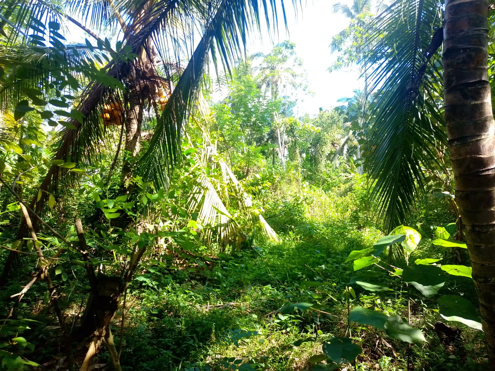 Land For sale In Biyagama , Dompe