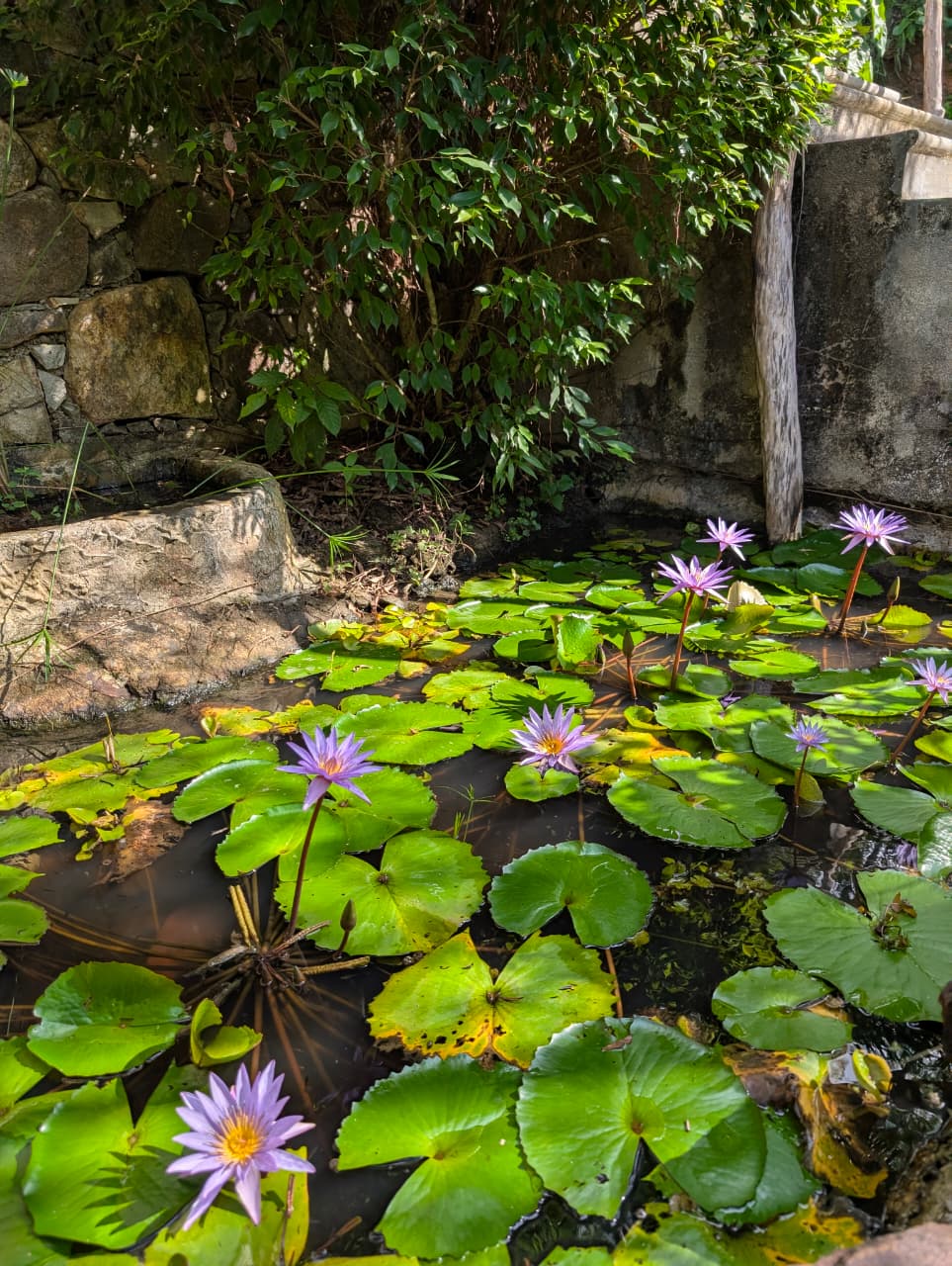 Ayurveda Resort for Sale in Dickwella
