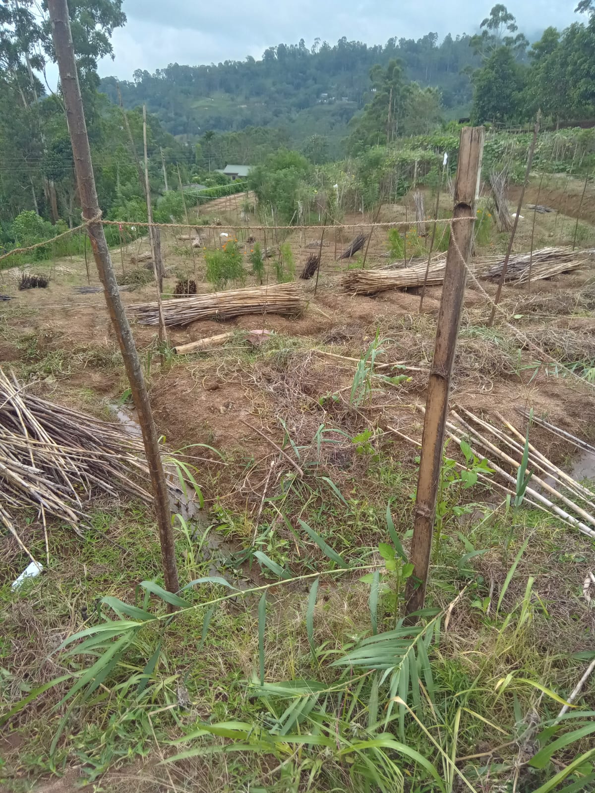 Land for Sale in Diyathalawa, Bandarawela
