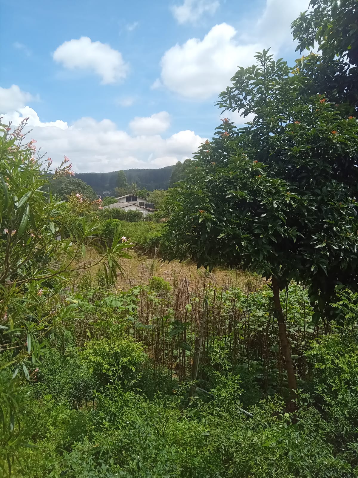 Land for Sale in Diyathalawa, Bandarawela
