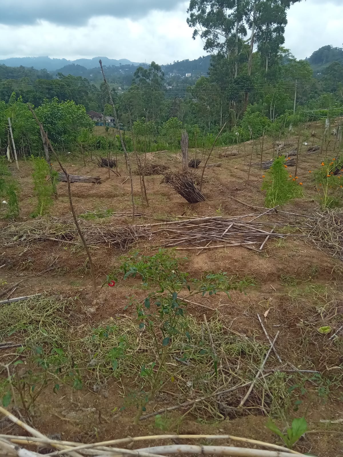 Land for Sale in Diyathalawa, Bandarawela