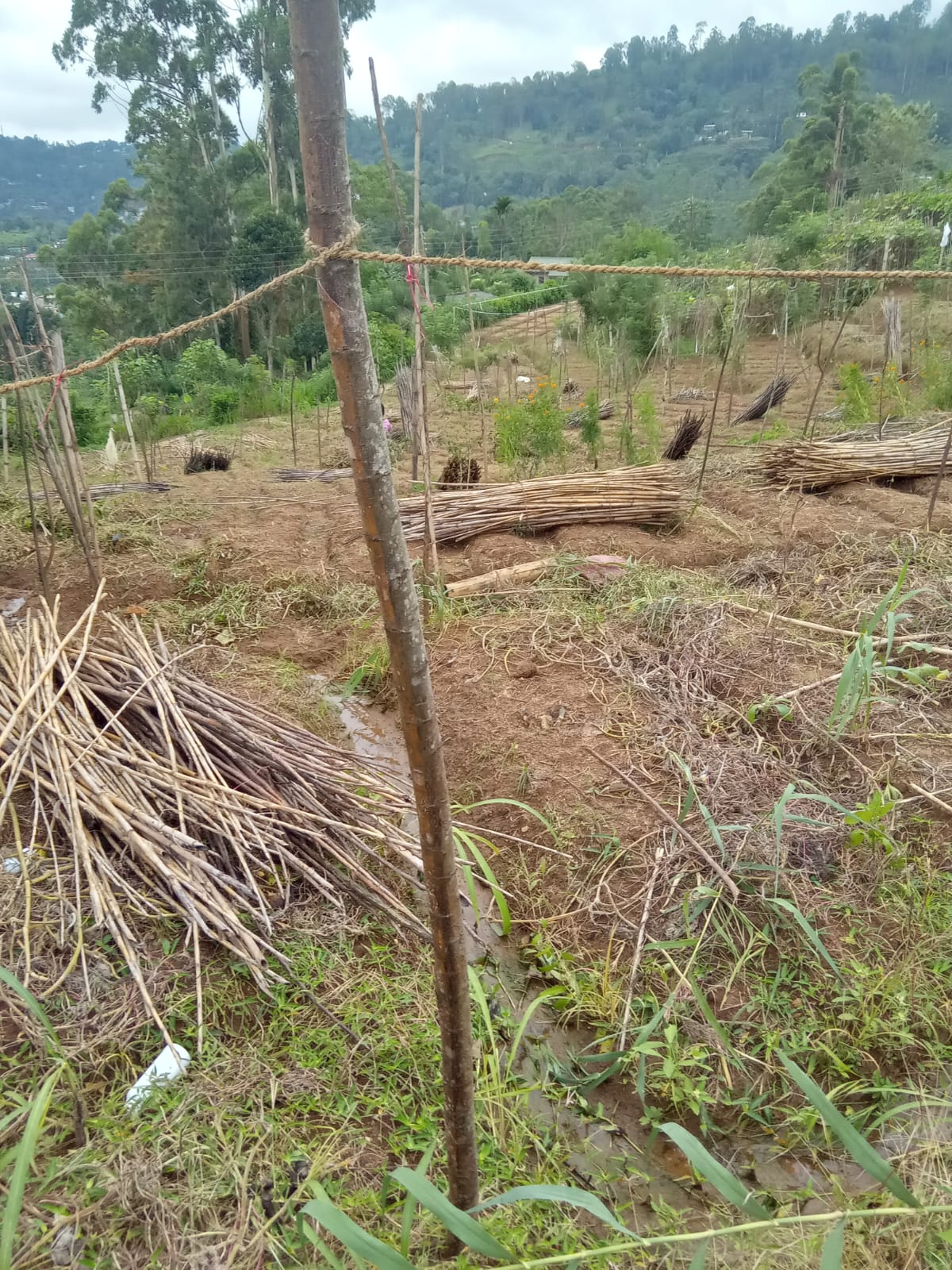 Land for Sale in Diyathalawa, Bandarawela