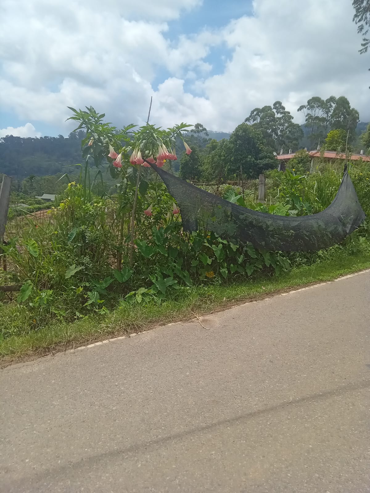 Land for Sale in Diyathalawa, Bandarawela