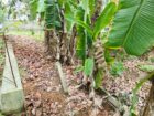 Land for Sale pahathgama, hanwella
