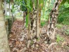Land for Sale pahathgama, hanwella