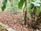Land for Sale pahathgama, hanwella