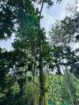 Land For Sale In  Horana