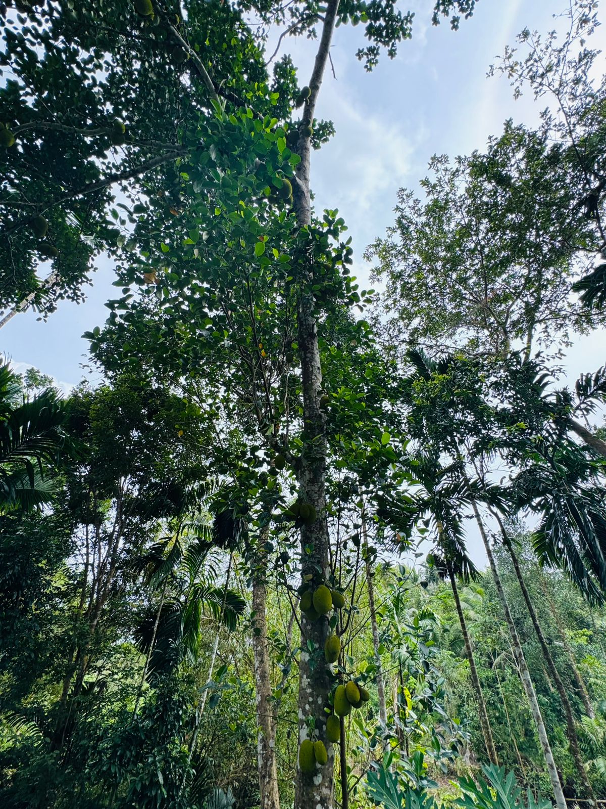 Land For Sale In  Horana