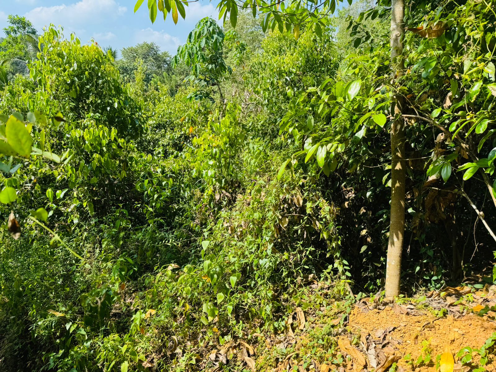 Land For Sale In  Horana