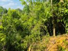 Land For Sale In  Horana