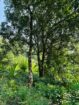 Land For Sale In  Horana