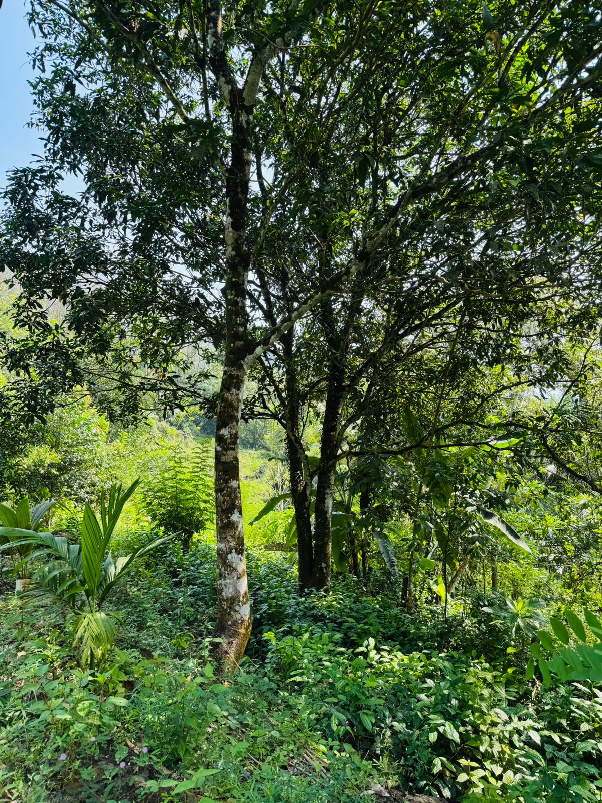 Land For Sale In  Horana