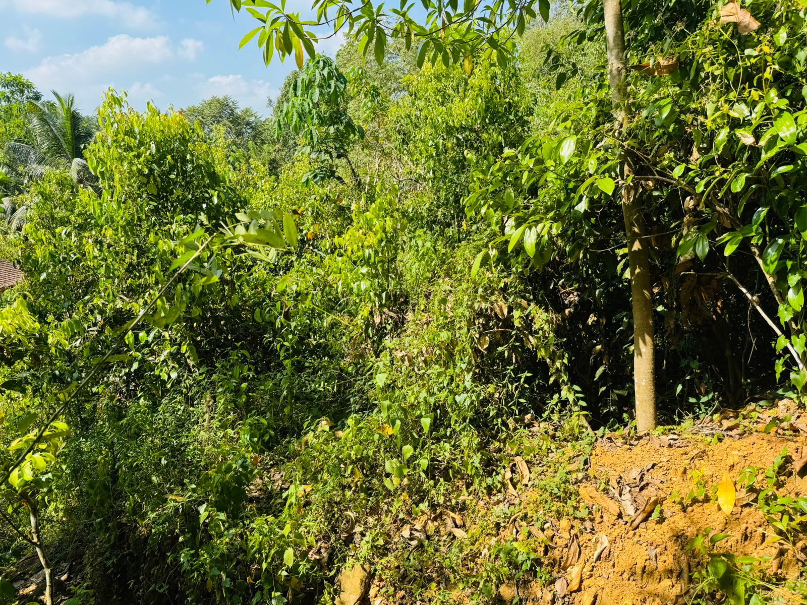 Land For Sale In  Horana